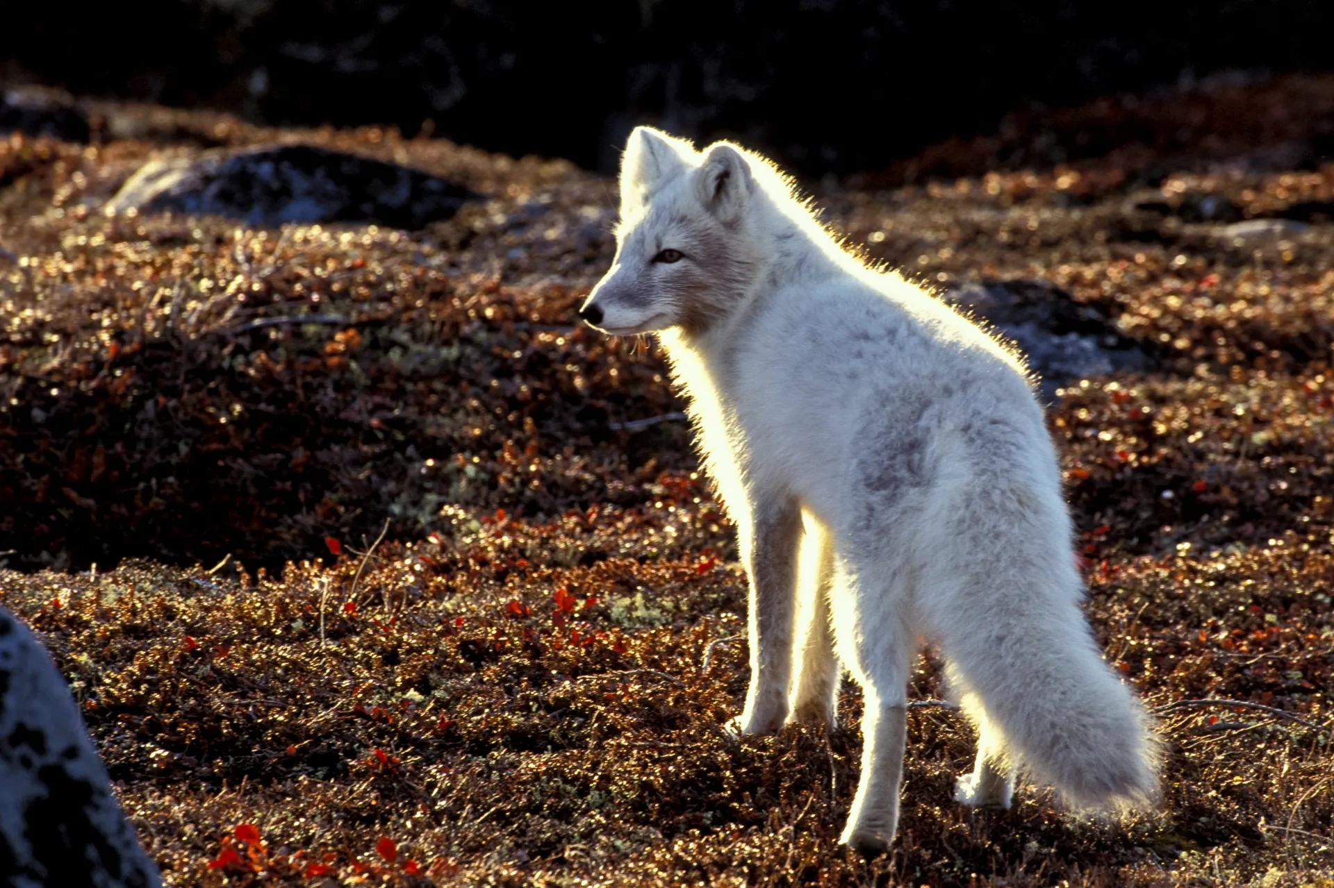 An Arctic Fox near Seal River Lodge, Manitoba, Canada, by Dennis Fast