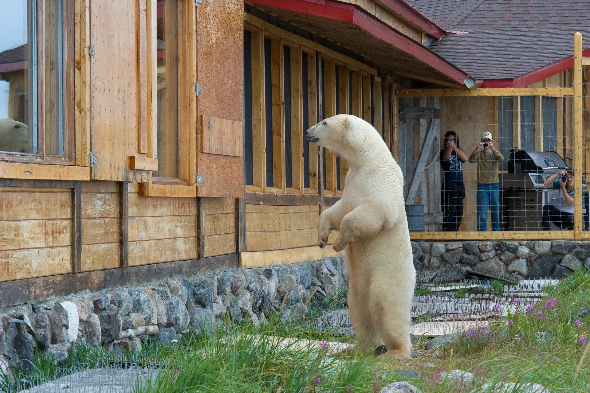 Curious polar bear peering in through the window of Seal River Lodge, Manitoba, Canada, by Dennis Fast